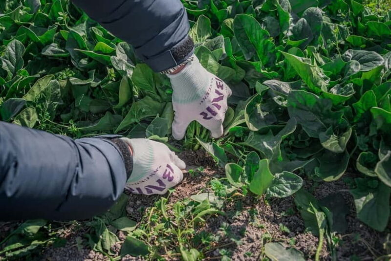 Fun Kyoto Ride! Bamboo Trails, Farm Harvest & Local Eats - Key Points