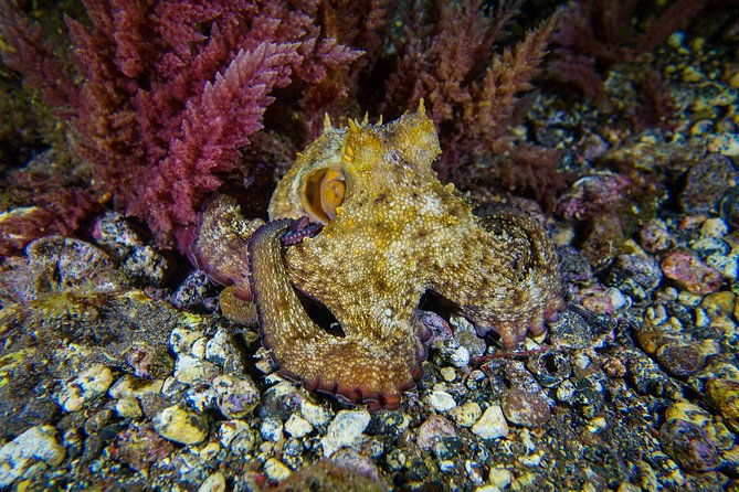 fun-scuba-diving-in-tenerife