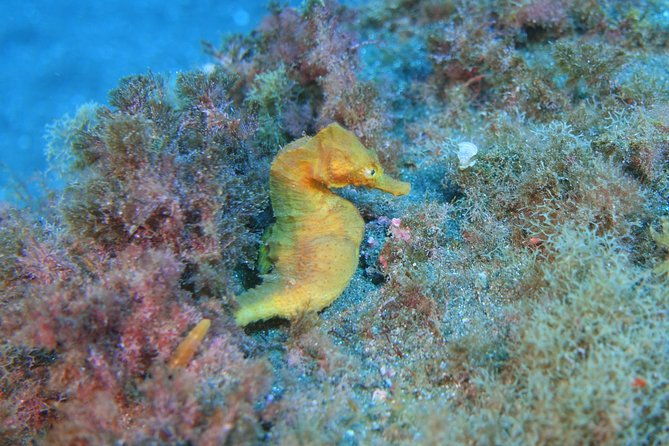 fun-scuba-diving-in-tenerife