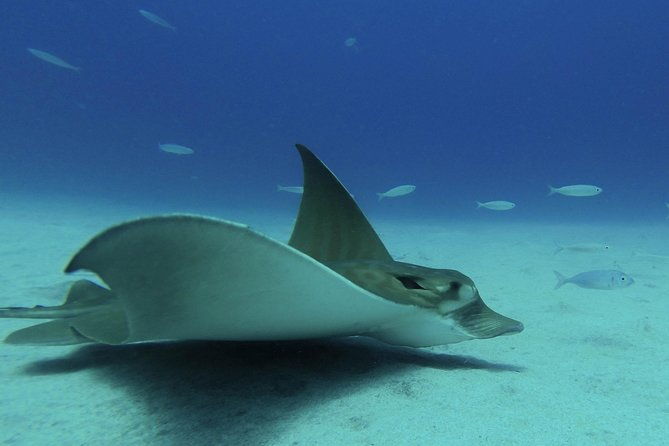 fun-scuba-diving-in-tenerife
