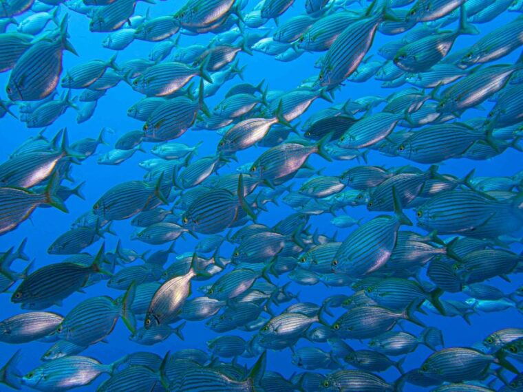 funchal-advanced-scuba-diving-afonso-cerqueira-wreck