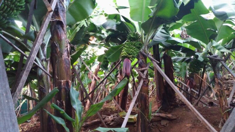 funchal-agriculture-green-tour
