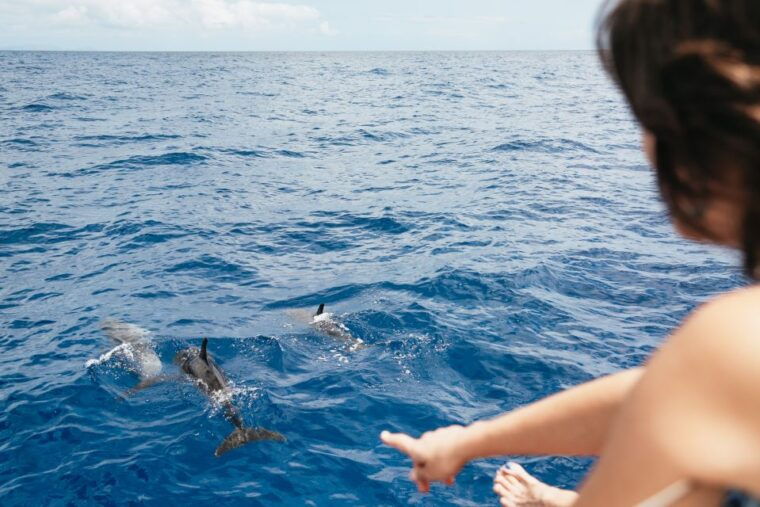 funchal-bay-dolphin-whale-watch-luxury-catamaran-cruise