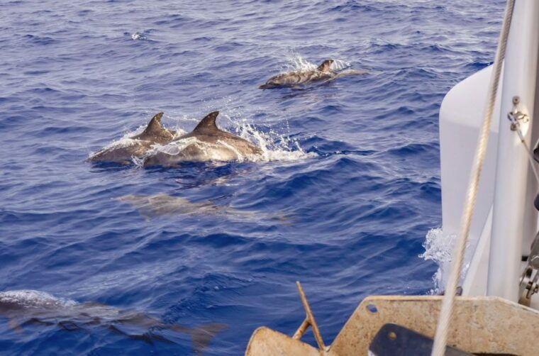 funchal-bay-dolphin-whale-watch-luxury-catamaran-cruise