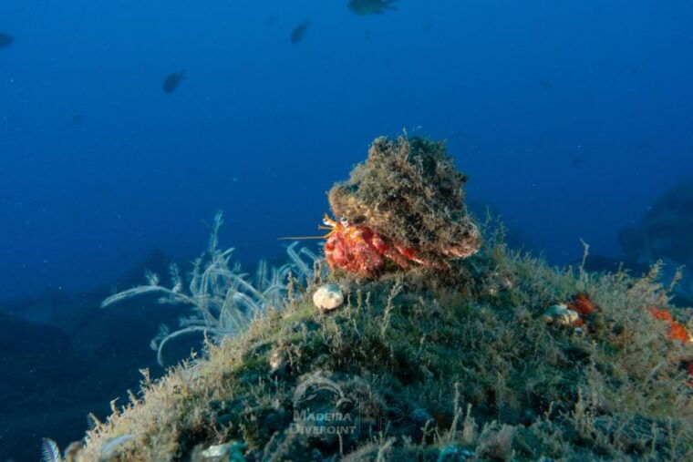 funchal-certified-scuba-diving-guided-tour