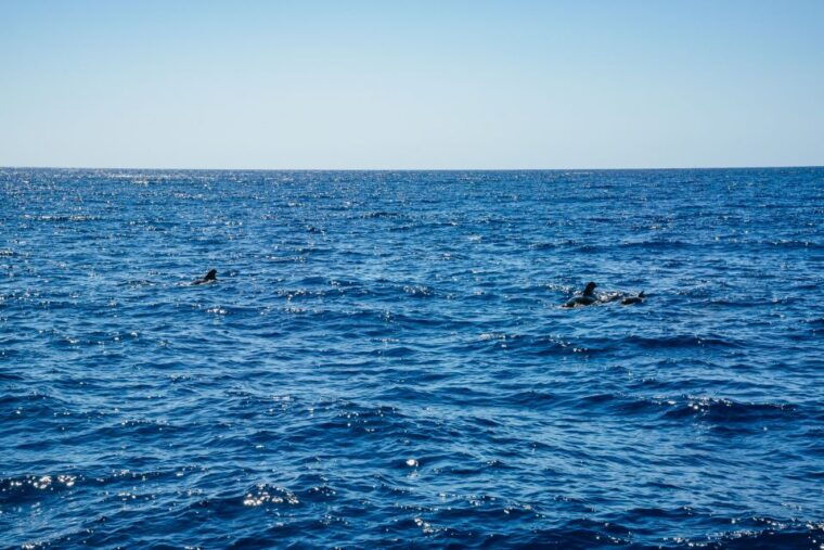 funchal-dolphin-and-whale-watching-by-luxury-catamaran