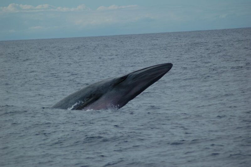 funchal-dolphin-and-whale-watching-catamaran-cruise