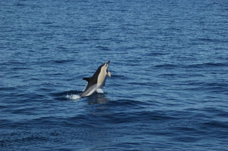 funchal-dolphin-and-whale-watching-catamaran-cruise