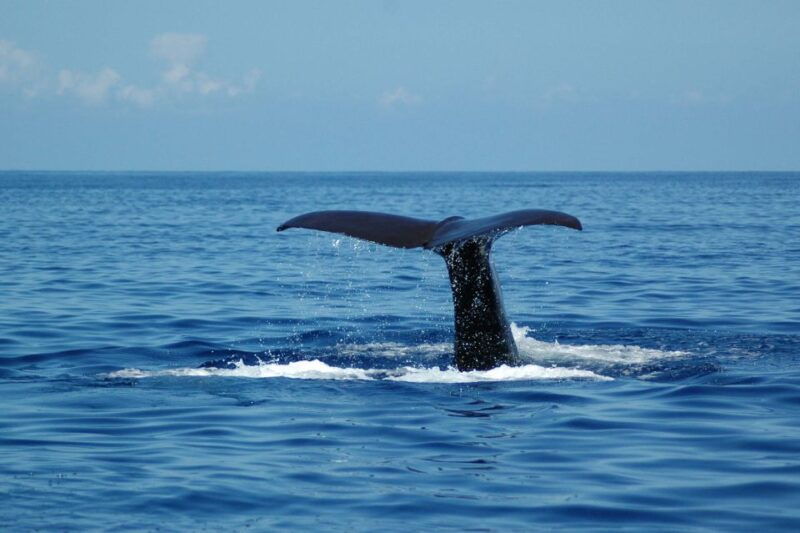 funchal-dolphin-and-whale-watching-catamaran-cruise