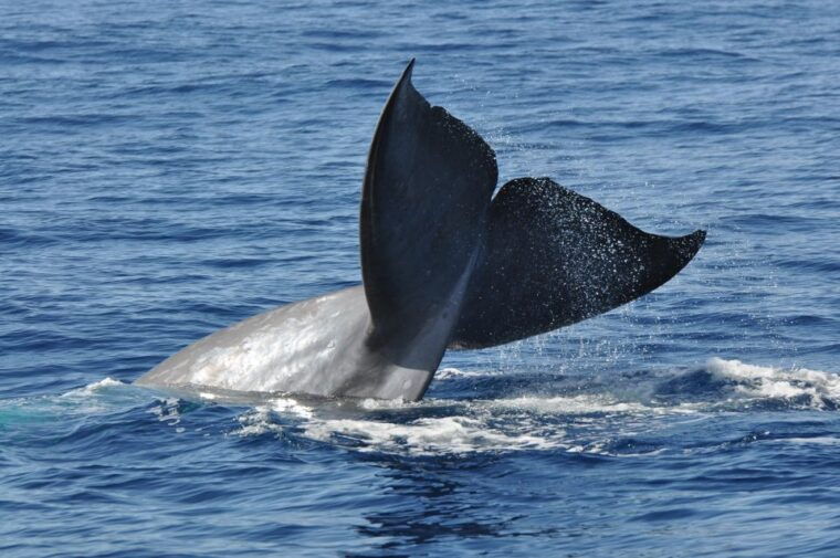 funchal-dolphin-and-whale-watching-catamaran-cruise