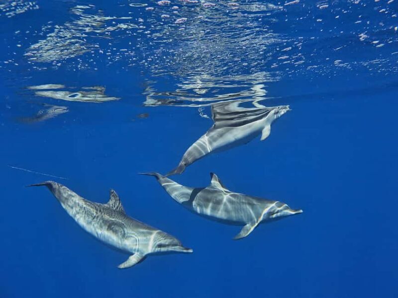 Funchal: Dolphin and Whale-watching Catamaran Tour - FAQs