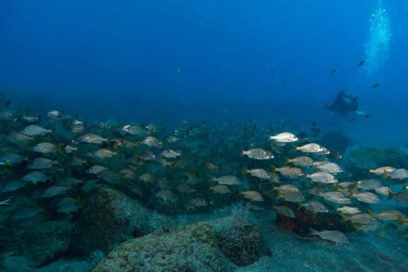 funchal-dpv-scooter-dive-adventure