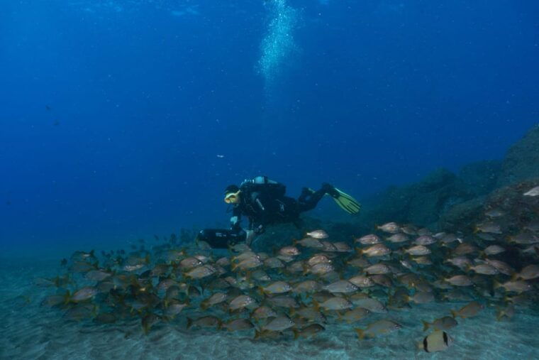 funchal-dpv-scooter-dive-adventure