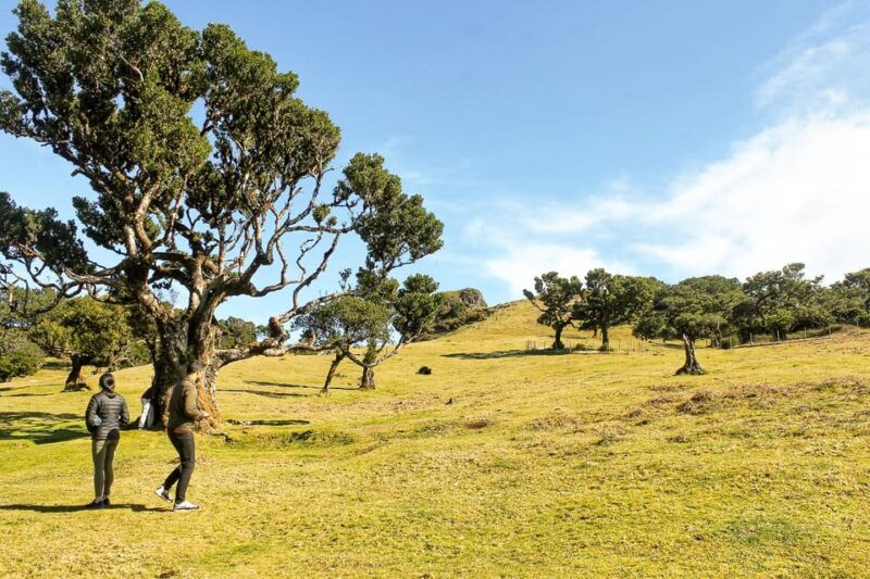 funchal-enchanted-terraces-porto-do-moniz-fanal-4wd-tour