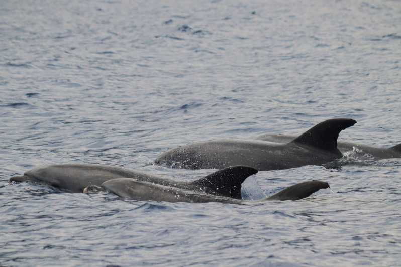 funchal-guarantee-wild-dolphinwhale-watching-by-rib