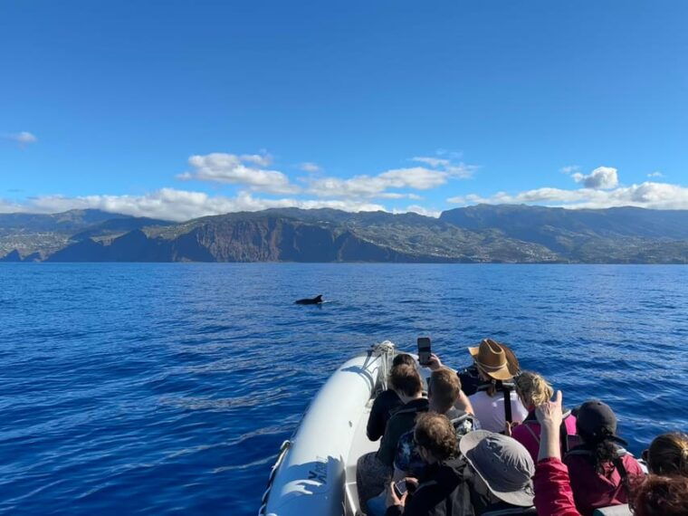 funchal-guarantee-wild-dolphinwhale-watching-by-rib