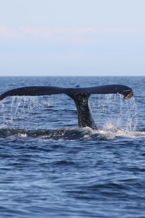 funchal-guarantee-wild-dolphinwhale-watching-by-rib