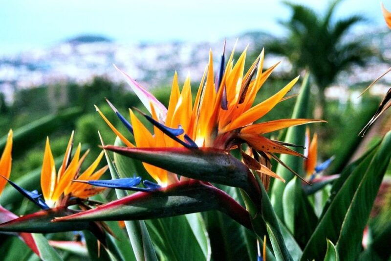 funchal-madeira-botanical-garden-private-tuk-tuk-tour
