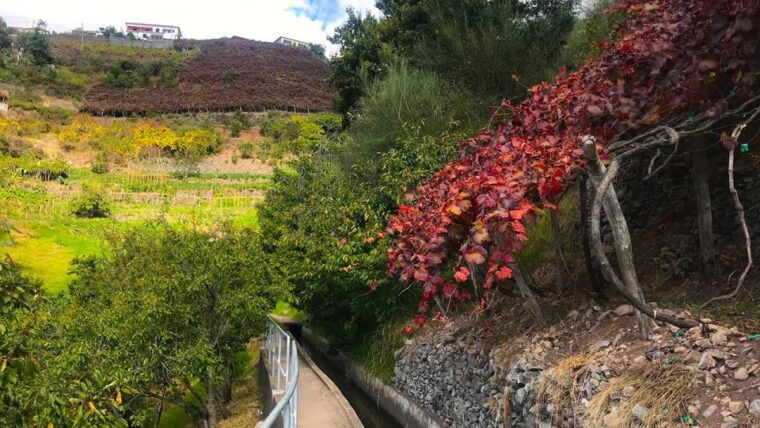 funchal-northern-levada-walking-tour