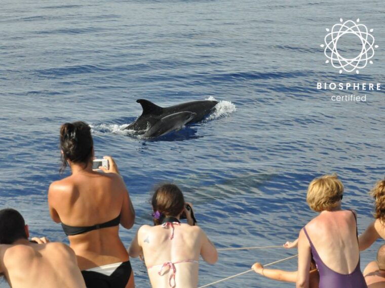 funchal-pico-arieiro-cristo-rei-and-dolphins-watching