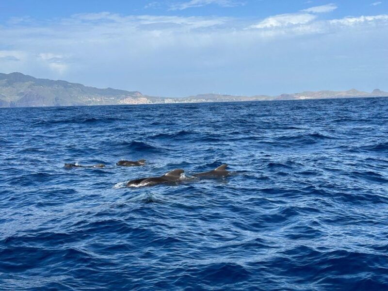 funchal-rib-whale-watching-cruise-and-optional-dolphin-swim