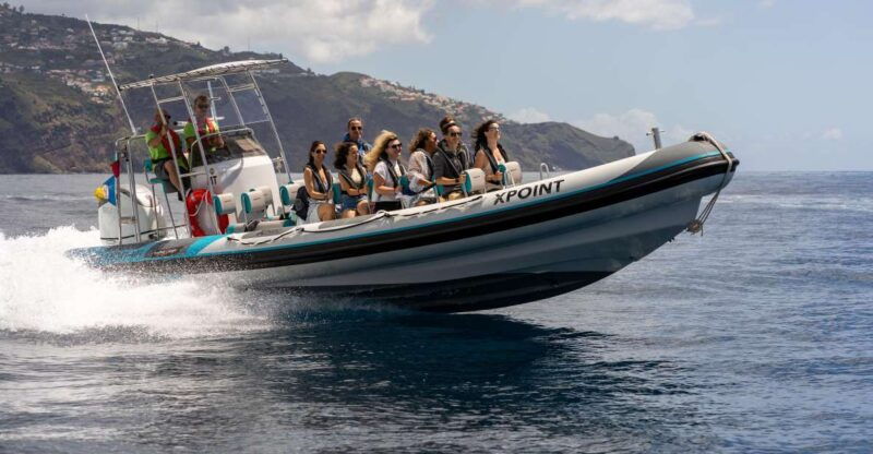 funchal-rib-whale-watching-cruise-and-optional-dolphin-swim