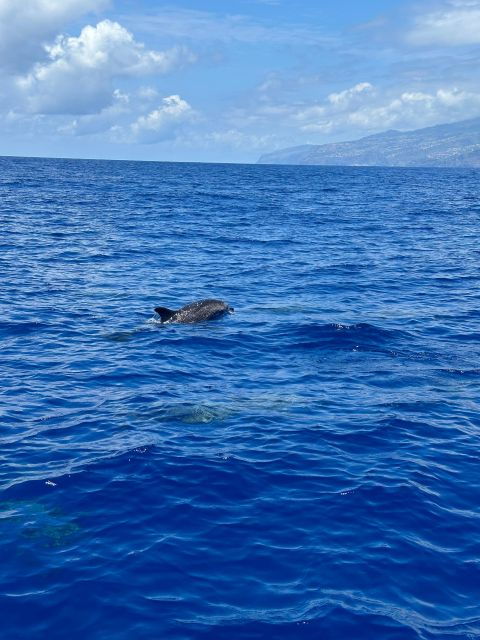 funchal-rib-whale-watching-cruise-and-optional-dolphin-swim