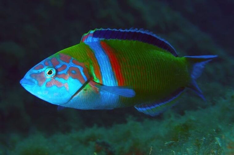 funchal-scuba-diving-experience-for-beginners-2