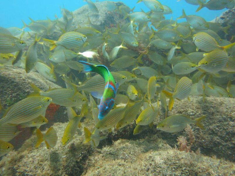 funchal-scuba-diving-experience-for-beginners-3