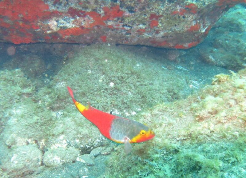 funchal-scuba-diving-experience-for-beginners-3