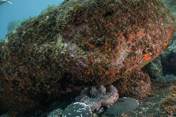 funchal-scuba-diving-experience-for-beginners