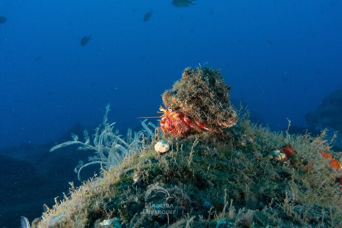 funchal-scuba-diving-experience-for-beginners