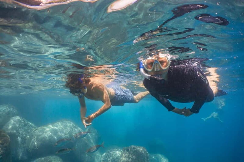 Funchal: Snorkeling Adventure in Eco-Park / Shore or by Boat - Key Points