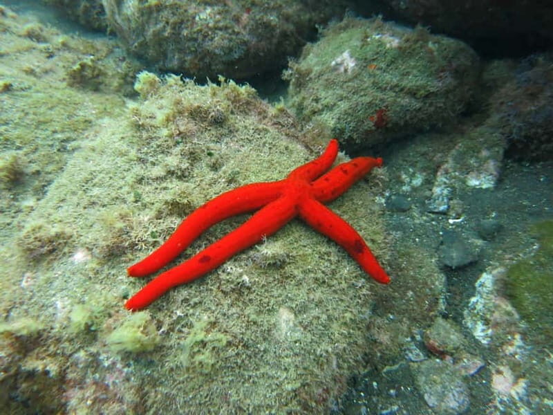 Funchal: Snorkeling Adventure in Eco-Park / Shore or by Boat - Facilities, Equipment, and Value