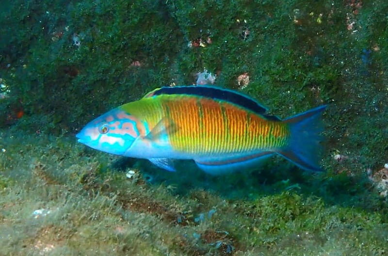 Funchal: Snorkeling Adventure in Eco-Park / Shore or by Boat - FAQ