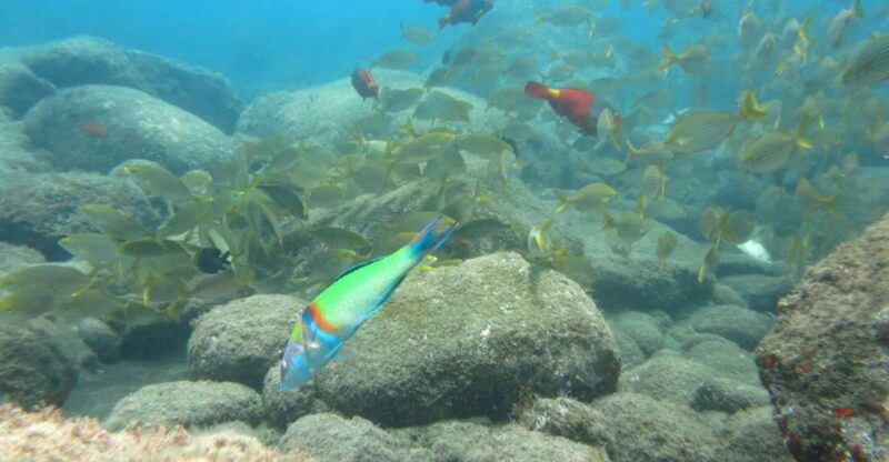 funchal-snorkeling-adventure-in-the-eco-park