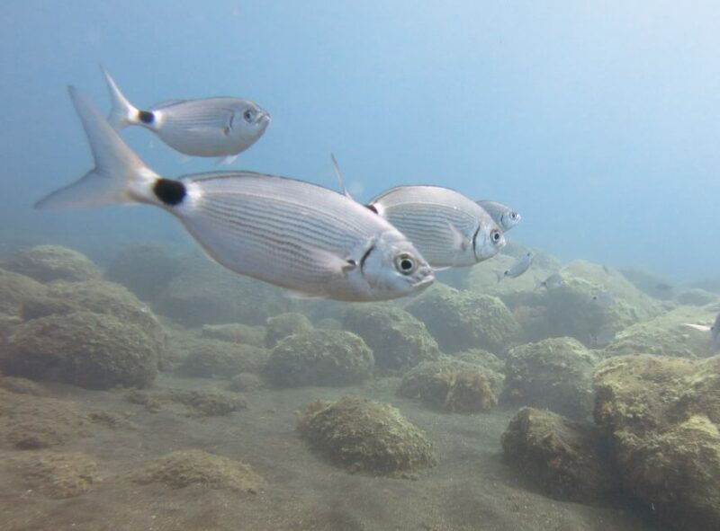funchal-snorkeling-adventure-in-the-eco-park