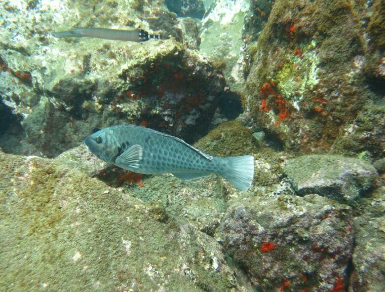 funchal-snorkeling-adventure-in-the-eco-park