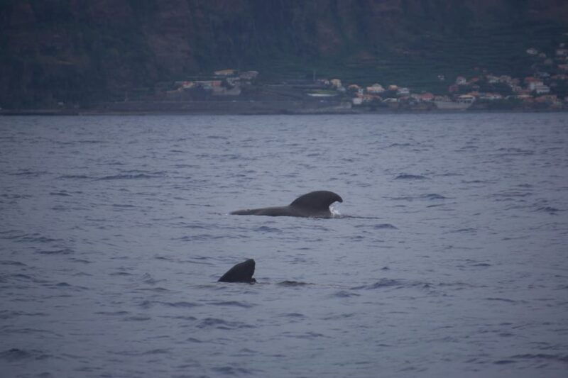 funchal-sunset-over-water-by-rib-boat-opt-dolphin-whale