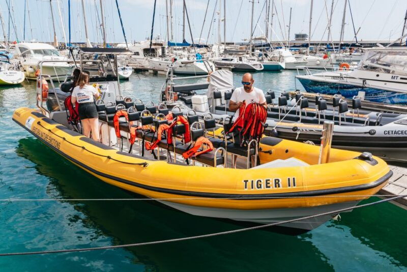 funchal-whale-and-dolphin-watching-speed-boat-tour