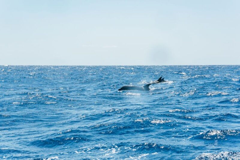 funchal-whale-and-dolphin-watching-speed-boat-tour
