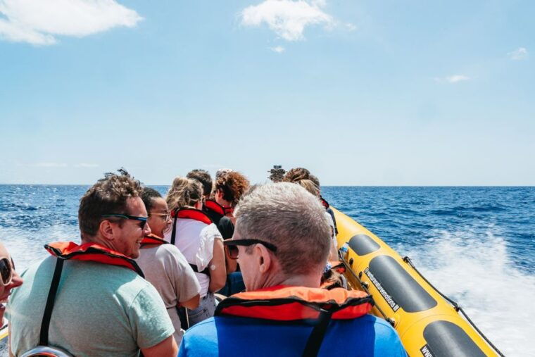 funchal-whale-and-dolphin-watching-speed-boat-tour