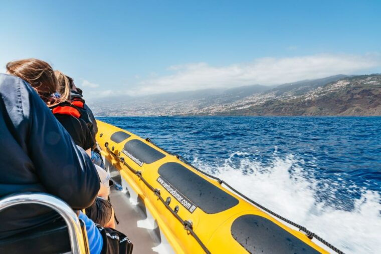 funchal-whale-and-dolphin-watching-speed-boat-tour