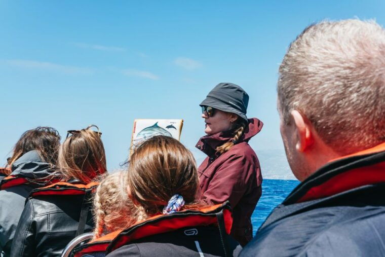 funchal-whale-and-dolphin-watching-speed-boat-tour