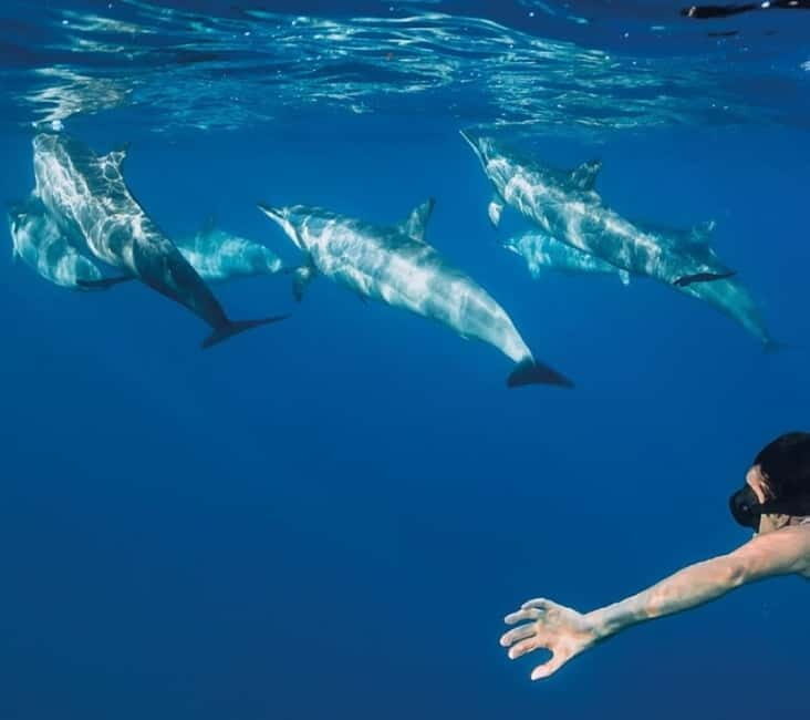 Funchal: Whale Watching and Swimming with Dolphins Cruise - The Highlight: Swimming with Dolphins  