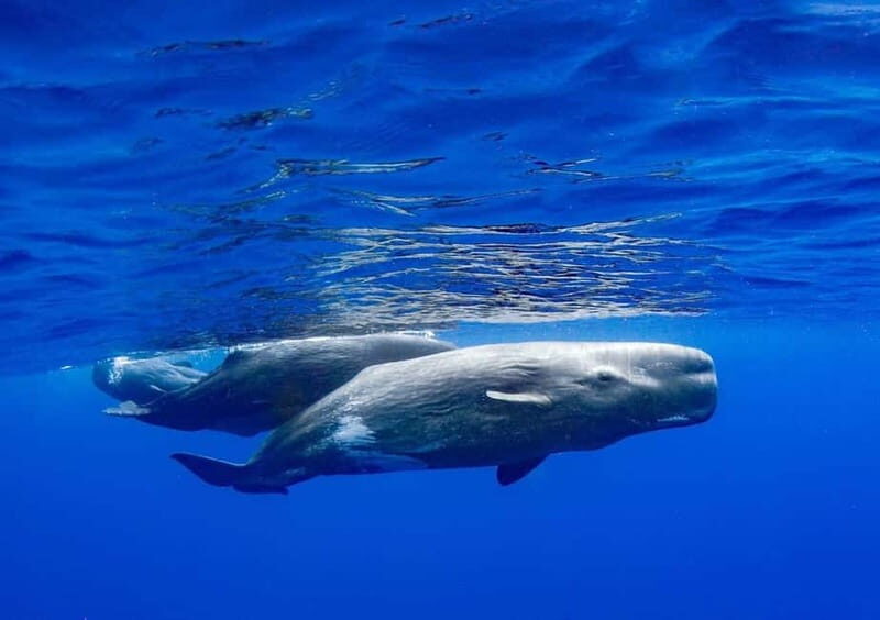 Funchal: Whale Watching and Swimming with Dolphins Cruise - Why This Tour Offers Good Value  