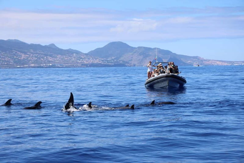 Funchal: Whale Watching and Swimming with Dolphins Cruise - The Itinerary in Detail  