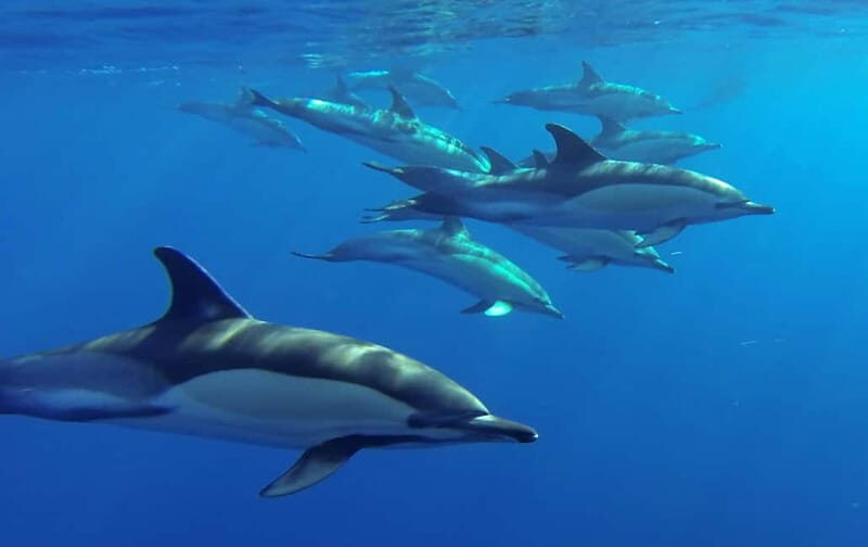 Funchal: Whale Watching and Swimming with Dolphins Cruise - Practical Details and Tips  
