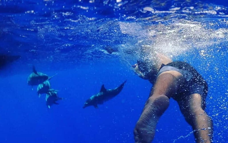 Funchal: Whale Watching and Swimming with Dolphins Cruise - Authentic Insights from Past Travelers  