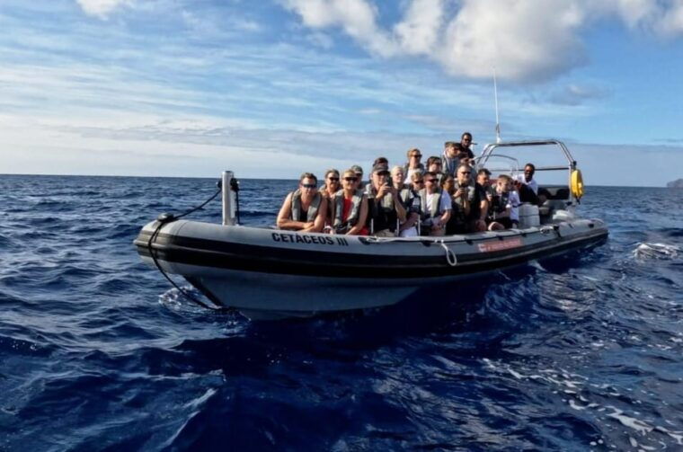 funchal-whale-watching-and-swimming-with-dolphins-cruise